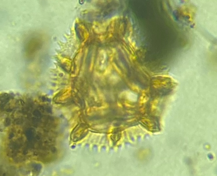 Example pollen